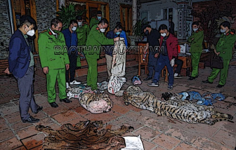 Chủ tịch xã bị bắt vì giết hổ để nấu cao