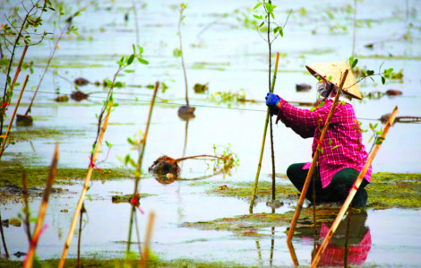 Những người đàn bà phủ xanh phá Tam Giang