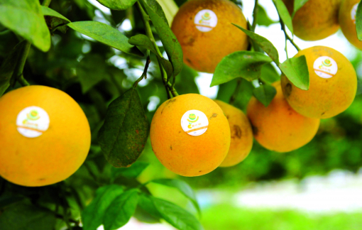 Quay về với đất - Giấc mơ từ quả cam xứ Nghệ