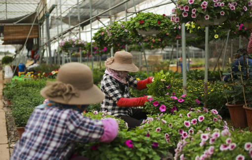 Làng hoa Xuân Quan nhộn nhịp vụ hoa dịp Tết Nhâm Dần 2022