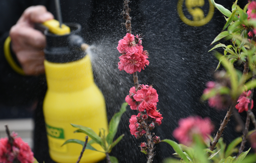 Lắp máy sưởi chăm loại đào "nhà giàu" nở đúng dịp tết