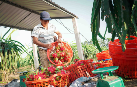 Khó xuất khẩu thanh long, Long An đẩy mạnh tiêu thụ trong nước