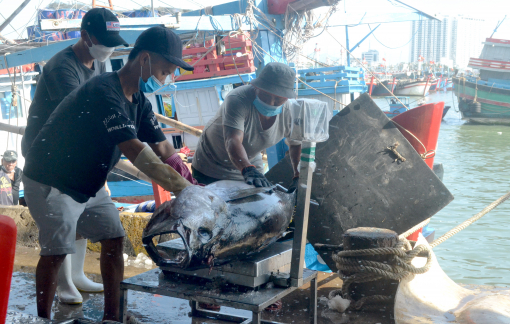 Ngư dân Khánh Hòa trúng cá ngừ, trúng luôn giá