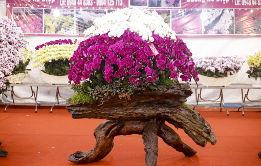 Lan hồ điệp Đà Lạt cắm gỗ lũa, giá hàng trăm triệu đồng