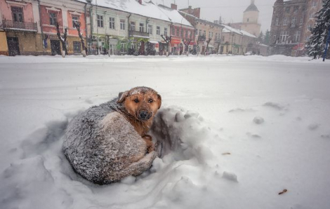 Chú chó hoang giúp bé gái sống sót qua trận bão tuyết âm 11 độ C