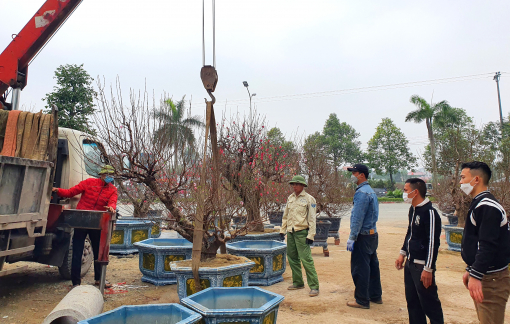 Đào cổ thụ ồ ạt xuống phố, giá thuê trăm triệu hút khách hơn “bán đứt”