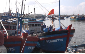 Trúng mùa lại được giá, ngư dân Phú Yên “săn” cá ngừ đại dương xuyên Tết