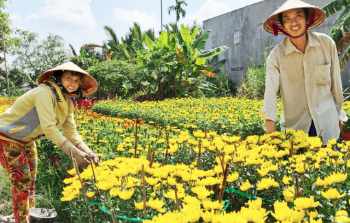 Hoa kiểng miền Tây: Giá tăng, nông dân có lời