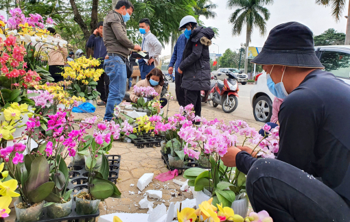 Hoa bonsai “khuấy đảo” thị trường, chiều lòng khách bình dân