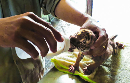 Chuyện “ông Ba Mươi” và bài học sống cùng muôn loài