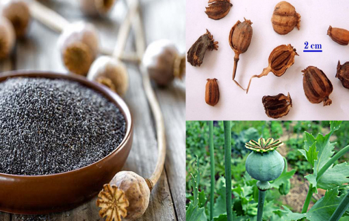 Cho bé 1 tháng tuổi uống nước cây thuốc phiện để... trị ho