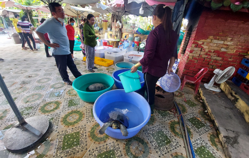 Bán cả rùa “khủng” phóng sanh Rằm tháng Giêng