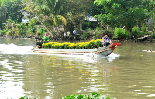 Thương sao cánh sóng quê mình