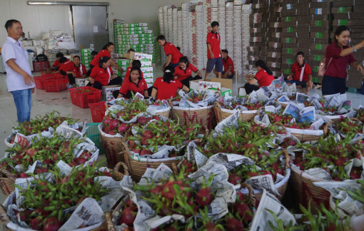 Xuất khẩu rau quả sang Trung Quốc giảm vì cửa khẩu liên tục ùn tắc