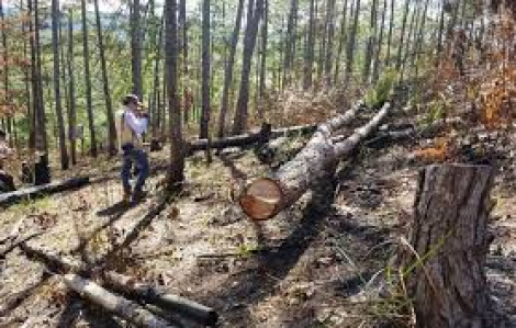 Bốn chủ tịch xã bị đề nghị kỷ luật vì để xảy ra phá rừng nghiêm trọng