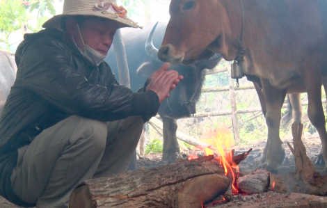 Nghệ An: Gần 500 con trâu, bò chết cóng vì giá rét