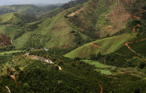 Đắk Nông: Quy trách nhiệm vụ để mất hơn 2.000ha rừng