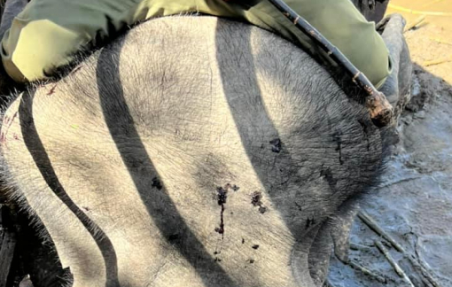 Đắk Lắk sẽ bỏ dịch vụ du lịch cưỡi voi