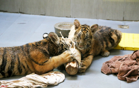 Sau giải cứu, 7 con hổ ăn hết hơn 700 triệu tiền thức ăn