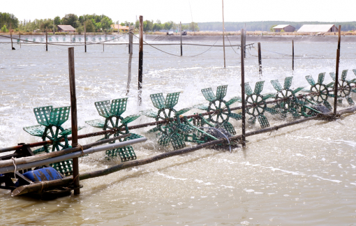 Cần Giờ, giờ cần gì? - Bài cuối: Người dân phải được dự phần trong các dự án phát triển
