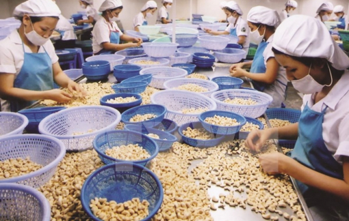 36 trong tổng số gần 100 container hạt điều xuất khẩu đến Italia được xác định mất kiểm soát