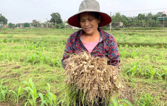 Dưa hấu, hành tăm miền Trung lại chờ giải cứu