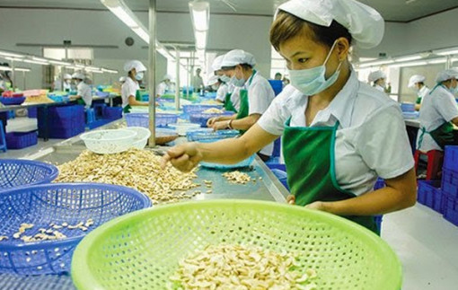 Thủ tướng chỉ đạo khẩn vụ "hàng trăm container hạt điều xuất khẩu sang Ý có nguy cơ mất trắng"