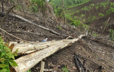 Khởi tố thêm 13 bị can trong vụ phá rừng ở Phú Yên
