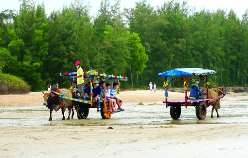 Dạo biển bằng xe bò