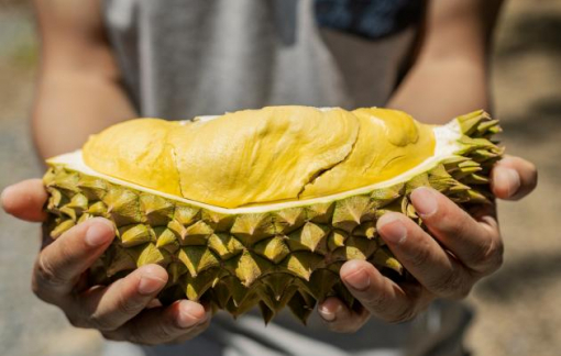 Thái Lan: Bán sầu riêng chưa chín có thể bị phạt tù lên đến 3 năm