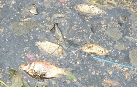 Cá chết, rác thải kín mặt kênh Nhiêu Lộc - Thị Nghè