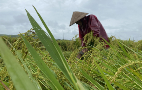 Quảng Ngãi: Nông dân dầm mưa cứu lúa