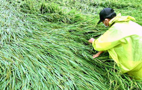 Quảng Nam: Mưa 2 ngày liên tục, gần 20.000 ha lúa, hoa màu của nông dân ngập trong nước