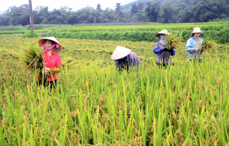 Muốn thành người lớn phải học gặt lúa