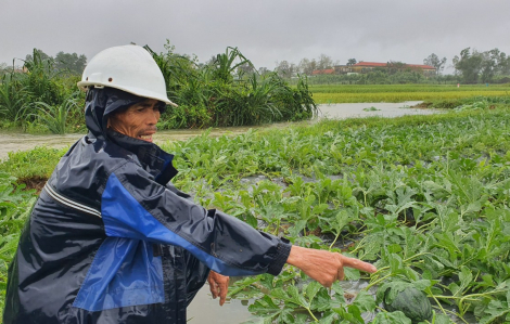 Nông dân Quảng Nam bơm nước “cứu” dưa hấu