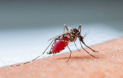 WHO cảnh báo đại dịch tiếp theo có thể đến từ muỗi, bọ ve...