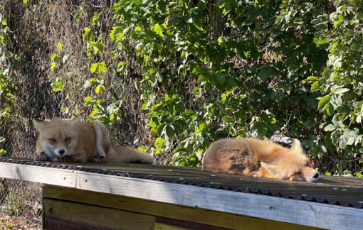 Lần đầu tiên cúm gia cầm được tìm thấy ở động vật có vú