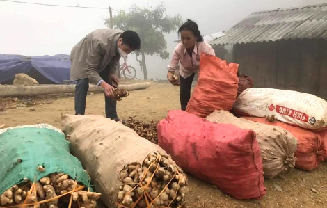 Nghệ An kêu gọi giải cứu hàng ngàn tấn gừng