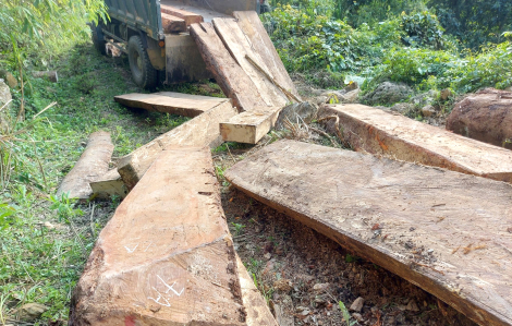 Chặt phá rừng ở khu vực thăm dò khoáng sản để lấy gỗ làm chuồng bò?