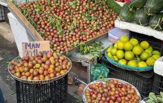 Hơn 200.000 đồng/kg mận hậu đầu mùa