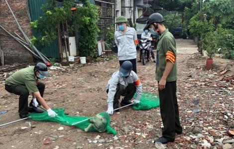 Hà Nội lập gần 600 đội bắt chó thả rông