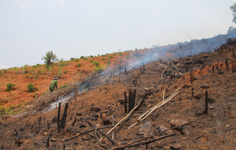 Hàng chục hécta rừng tại Đắk Lắk tiếp tục bị tàn phá