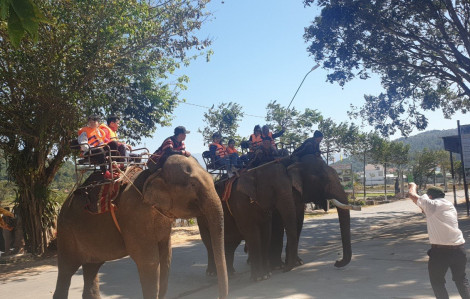 Sẽ không còn dịch vụ cưỡi voi ở Đắk Lắk