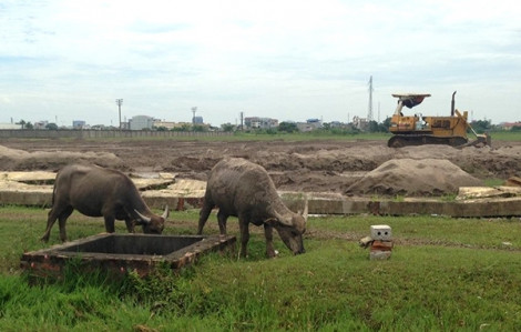 Khi nông dân phải thuê lại đất của mình