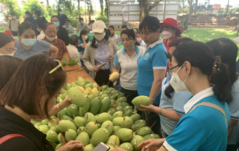 Kết nối hỗ trợ nông dân Đồng Tháp tiêu thụ nông sản