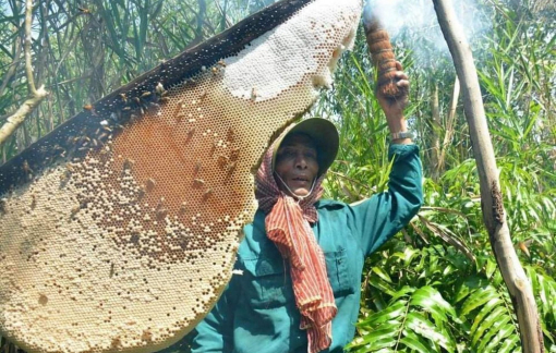 Cà Mau công nhận kỷ lục tổ ong lớn nhất