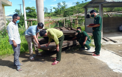 Thừa Thiên - Huế: Bắt xe tải vận chuyển 22 phách gỗ quý trái phép từ biên giới Việt - Lào