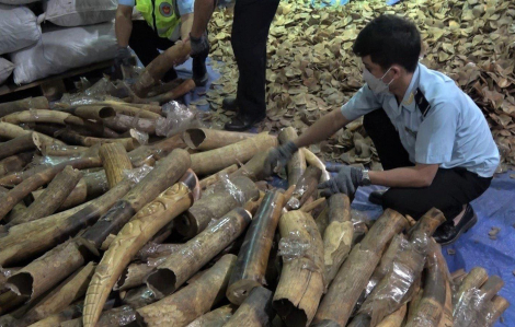 Gần 60 tấn ngà voi và vảy tê tê bị thu giữ tại các cảng biển của Việt Nam trong 5 năm