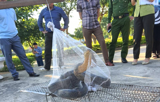 Rắn hổ chúa dài hơn 3m chui vào trường học