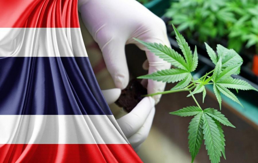 Thái Lan cho phép người dân trồng cần sa tại nhà